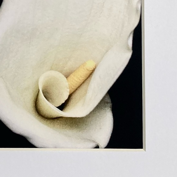 “CALISTA” ~ ORIGINAL ART by ~ @lisamichellebeckerphotography - Picture 3 of 13